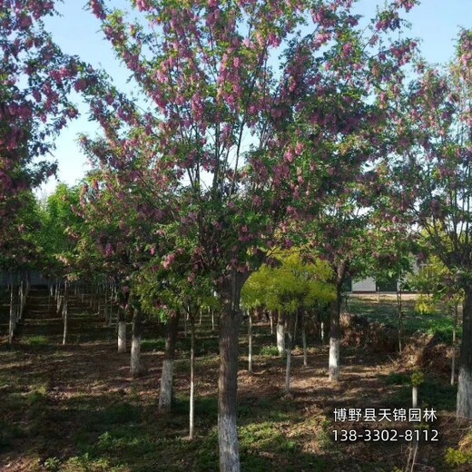 红花槐-保定市定州10公分嫁接香花槐价格多少