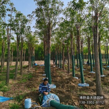 15公分香花槐提供技术指导,保定市博野县,红花洋槐小苗