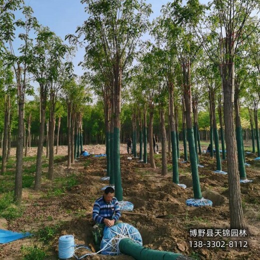 紫花槐-青海8公分嫁接香花槐自产自销