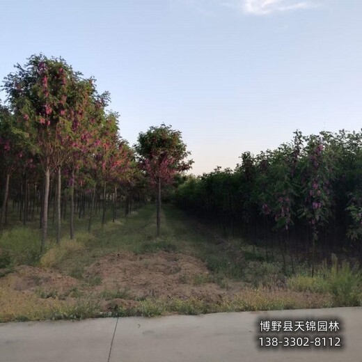 10公分香花槐提供技術(shù)指導(dǎo),保定清苑縣,紅花洋槐小苗