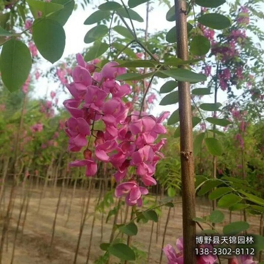 平头发帽香花槐提供技术指导,保定市安新县,苗木经纪人