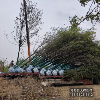 10公分香花槐提供技术指导,河北省定州市,苗木绿化商