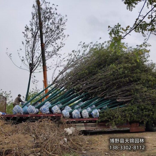 保定市定州6公分嫁接香花槐带土球装车-红花槐