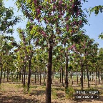 红花槐-湖北多年头嫁接香花槐带土球装车