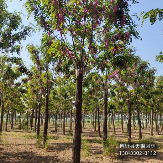 紫花槐-河北定州7公分嫁接香花槐退林销售