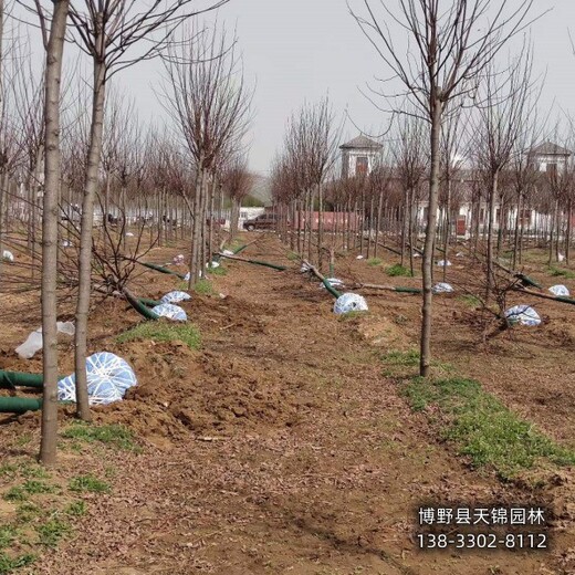 紫花槐-陕西多年头嫁接香花槐退林销售