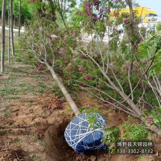 寧夏6公分嫁接香花槐本地價格-紫花槐
