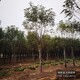 嫁接香花槐圖