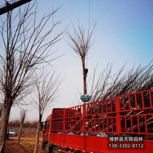 12公分香花槐提供技术指导,河北省博野县,苗木经纪人