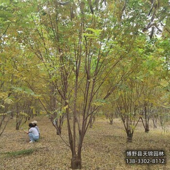 青海12公分嫁接香花槐带土球装车-红花槐