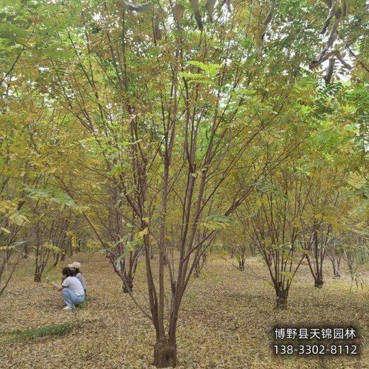 甘肅12公分嫁接香花槐本地價格-五七香花槐