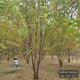 山東5公分嫁接香花槐圖