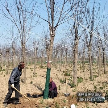保定市定州10公分嫁接香花槐價格多少-五七香花槐