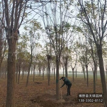 雄安地區(qū)6公分嫁接香花槐來電咨詢-紅花槐