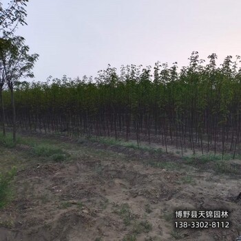 雄安地區(qū)6公分嫁接香花槐來電咨詢-紅花槐