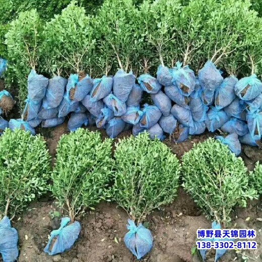 雄安地區大冠幅小葉黃楊,平價銷售,60高小葉黃楊