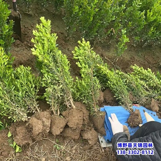 雄安地區(qū)大冠幅小葉黃楊,苗木質(zhì)量好,小葉黃楊大田苗
