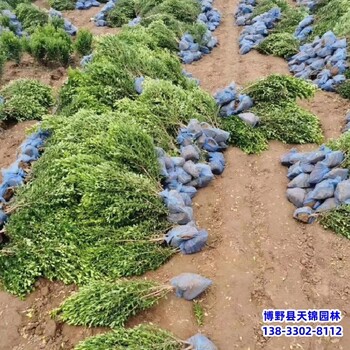 河北定州容器苗小葉黃楊貨到付款-瓜子黃楊-小葉黃楊產地