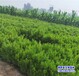 西藏50公分小葉黃楊退林銷售-朝鮮黃楊-小葉黃楊產(chǎn)地