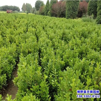 新疆造型小葉黃楊退林銷售-小葉黃楊球-小葉黃楊產(chǎn)地