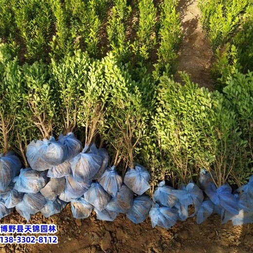 陜西40公分小葉黃楊價格咨詢-小葉黃楊球-小葉黃楊產地