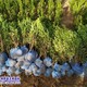 小葉黃楊產地圖