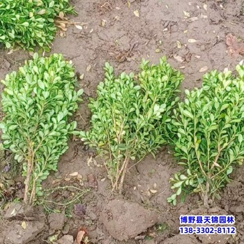 山西40公分小葉黃楊自產自銷-瓜子黃楊-北方黃楊農戶
