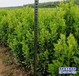 寧夏50公分小葉黃楊本地價(jià)格-朝鮮黃楊-北方黃楊農(nóng)戶