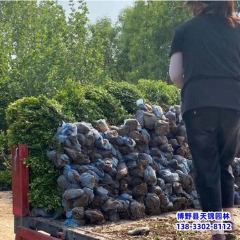 河北博野县造型小叶黄杨货到付款-朝鲜黄杨-北方黄杨农户