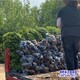 朝鮮黃楊圖