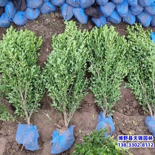 雄安地區(qū)大冠幅小葉黃楊,哪里銷售,多分枝小葉黃楊