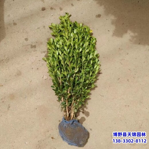 雄安地區(qū)大冠幅小葉黃楊,哪里銷(xiāo)售,60高小葉黃楊