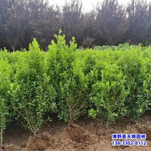 保定市定州容器苗小葉黃楊價(jià)格行情-朝鮮黃楊-北方黃楊農(nóng)戶