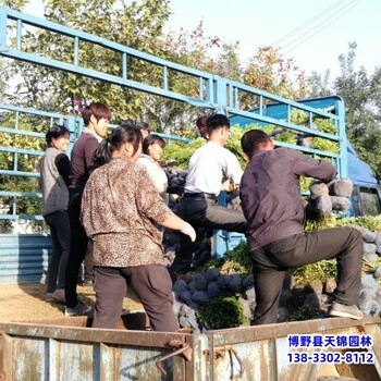 雄安地區造型小葉黃楊價格咨詢-朝鮮黃楊-北方黃楊農戶