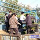 朝鮮黃楊圖