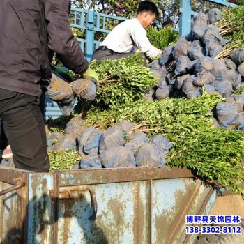 雄安地區本地苗圃,提供技術指導,60高小葉黃楊