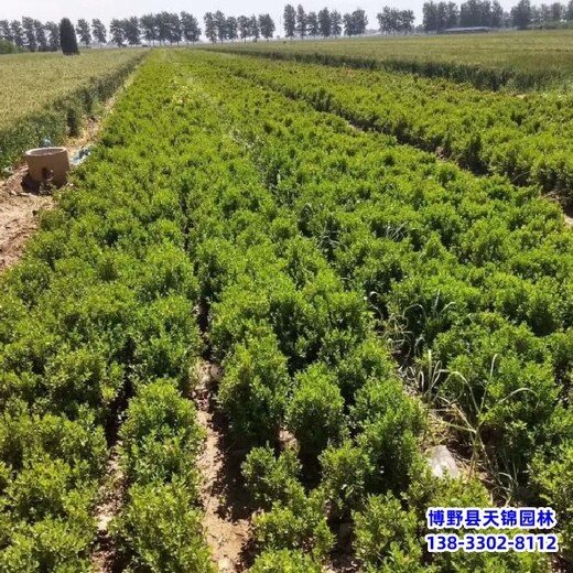 雄安地区绿化植物产地,提供技术指导,小叶黄杨造型