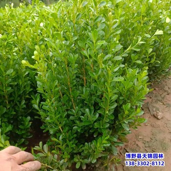 雄安地區造型小葉黃楊價格咨詢-朝鮮黃楊-北方黃楊農戶