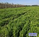 保定50公分小葉黃楊自產自銷-瓜子黃楊-小葉黃楊產地