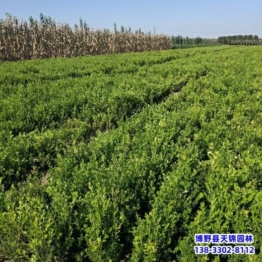 江蘇兩年生小葉黃楊來(lái)電咨詢(xún)-小葉黃楊球-小葉黃楊產(chǎn)地