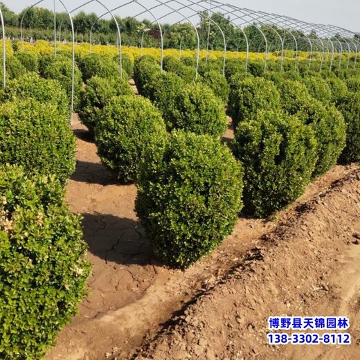西藏50公分小葉黃楊退林銷售-小葉黃楊球-小葉黃楊產地