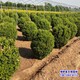 50高小葉黃楊圖