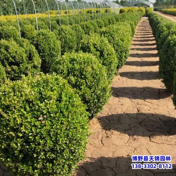 山西40公分小葉黃楊自產自銷-瓜子黃楊-北方黃楊農戶