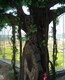榕树雕塑图