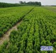 保定50公分小葉黃楊自產(chǎn)自銷-朝鮮黃楊-小葉黃楊產(chǎn)地