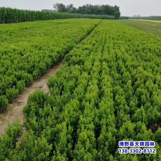 山西40公分小葉黃楊自產(chǎn)自銷-朝鮮黃楊-小葉黃楊產(chǎn)地