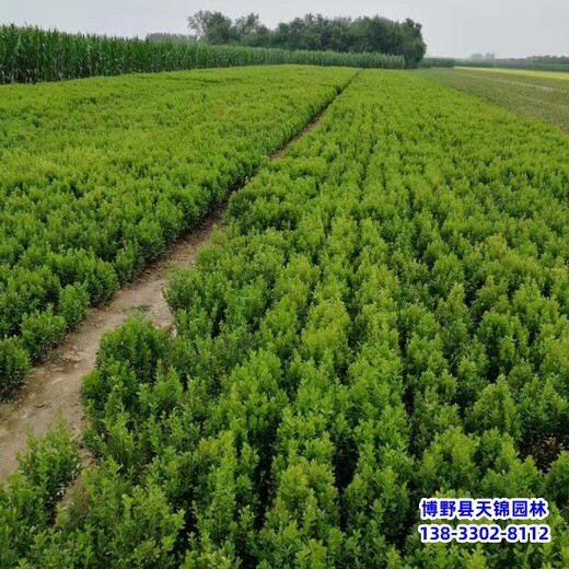 雄安地区大冠幅小叶黄杨,苗圃种植,多分枝小叶黄杨