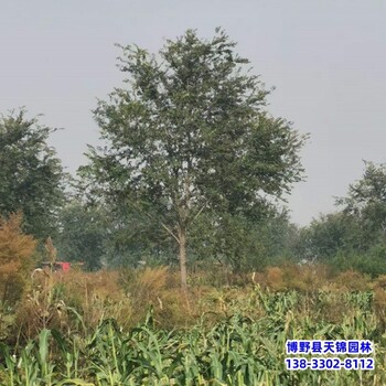10公分榆樹提供技術(shù)指導(dǎo),河北保定,綠化植物產(chǎn)地