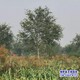 綠化植物產(chǎn)地圖
