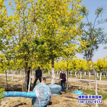 保定市定州12公分金葉復葉槭自產自銷-糖槭-復葉槭基地